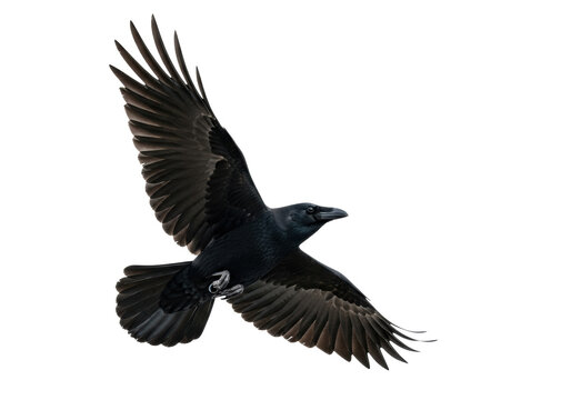 Sleek black crow with iridescent plumage in mid-flight, rim lit against transparent studio background, showcasing powerful grace and focused intelligence. Concept of elegance and adaptability