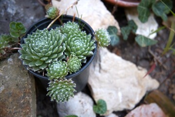 Decorative rock garden plants growing in a landscaped garden outdoors.