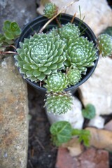 Decorative rock garden plants growing in a landscaped garden outdoors.