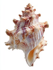 Intricate Spiral Seashell Close Up