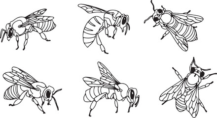 Bee Illustrations, Insect Art, Nature Sketches, Bee Vector, Detailed Insects, Pollinator Art, Bee Graphics, Nature In Illustration, Bug Drawings, Botanical Bee, Insect Patterns, Nature Vector, Pollina