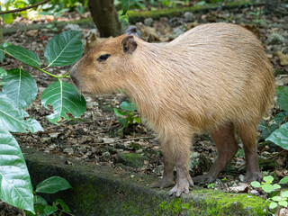 A capybara stands among green leaves in its tropical forest habitat.