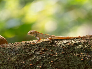 A baby lizard clings to rough tree bark with sunlight and green forest background.
