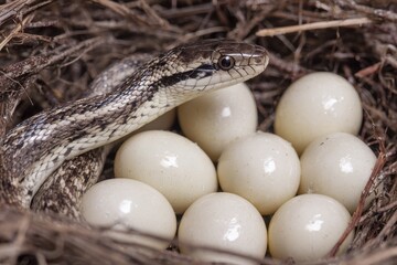 Snake Eggs. Texas Rat Snake Protecting its Nest of Eggs in White Danger Zone