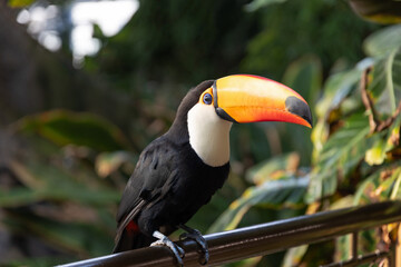 Toco Toucan, Yellow-throated toucan (Ramphastos ambiguus) sitting in tree, rainforest, toucan in forest