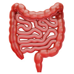 Colon