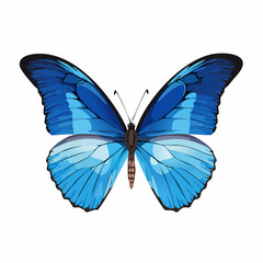 Fototapeta premium blue beautiful butterfly 
