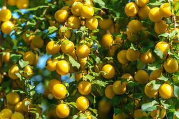 Sunlit branches heavy with ripe yellow plums Mirabelle glowing in summer light with lush green leaves, abundance, harvest and richness of seasonal fruit. Nature’s bounty and growth cycles