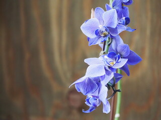 青い胡蝶蘭　ブルージーン