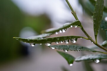 Water droplets on green leaves after rain.