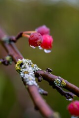 Close-up of red berries with water droplets on a branch.