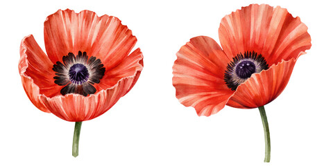 Obraz premium Red poppy flowers with black centers on a transparent background