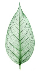 A single green leaf with intricate veins and delicate edges isolated on a crisp white background