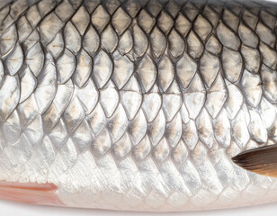 Green gray scales