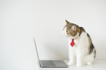 business concept with tabby scottish cat costume with necktie during use laptop and sit on white table