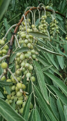 Close-up of unripe olive fruits (Elaeagnus angustifolia) hanging from a tree branch with long, narrow silver-green leaves