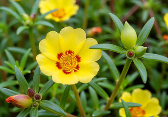 Obraz premium Vibrant Yellow Flower with Reddish Heart in Green Foliage