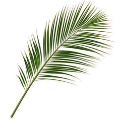 Obraz premium Detailed palm leaf, vibrant green, with slight reddish-brown highlights along the edges