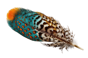 Vibrant bird feather with teal, orange, and brown patterns