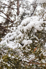Close-up of snow-covered pine and bare branches in a winter forest. The thick layers of snow create a peaceful, abstract texture that highlights the beauty and silence of nature in cold weather.