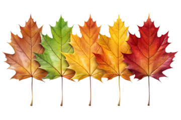 Autumn Maple Leaves Gradient Arrangement on transparent background