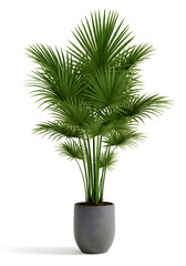 Tropical Palm Plant in Pot &ndash; Tanaman Palem Tropis dalam Pot