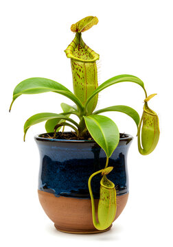 Tropical Pitcher Plant (Nepenthes) in Pot &ndash; Tanaman Kantong Semar dalam Pot