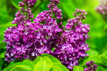 Obraz premium purple lilac blooms in the Botanical garden