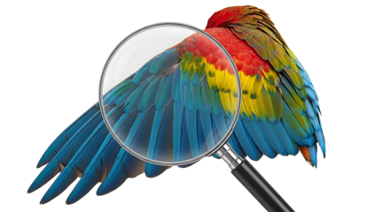 Colorful parrot wing viewed through magnifying glass isolated PNG with Transparent Background