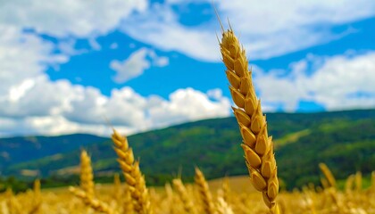 Golden wheat field under a partly cloudy sky