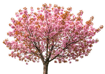 Fototapeta premium Stunning Pink Cherry Blossom Tree Spring Blooms Nature Photography isolated on transparent background