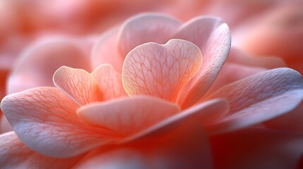 Delicate pink flower petals glowing under soft natural light pictures