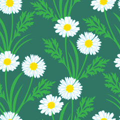 Vector seamless pattern with daisies on a green meadow