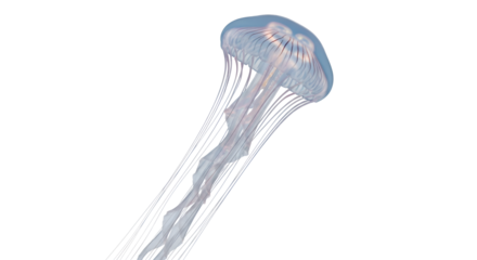 Jellyfish swimming in the ocean isolated PNG with Transparent Background
