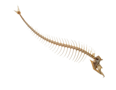 Long fish skeleton tail