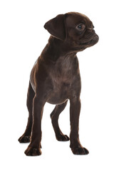 Obraz premium Cute Brabancon Griffon puppy on white background