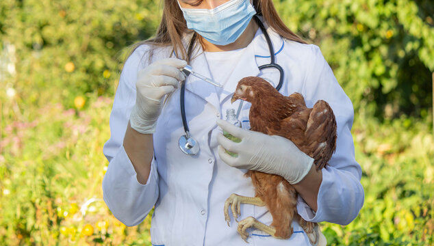 Veterinarian doctor holding a chicken and a bottle with medicine