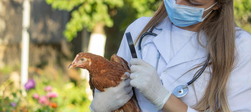 Veterinarian examining chick with magnifying glass