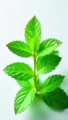 Freshly Picked Mint Leaves Vibrant Green and Dewy, Perfect for Culinary and Medicinal Use