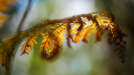 Fougères et bruyères sauvages en période automnale