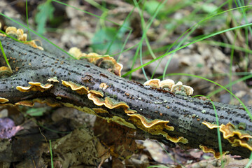 Polypore mushrooms growing on a fallen branch, creating an interesting pattern. This photograph demonstrates the natural process of decomposition and renewal in the forest.