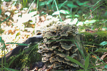 Polypore mushrooms growing on an old tree stump, surrounded by green moss and forest vegetation, demonstrating the natural process of decomposition. This shot illustrates the cycle of life in the fore