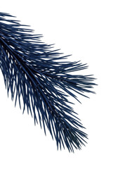 Deep indigo conifer needles, slender and sharply defined, cascading gracefully against a seamless transparent background, soft studio light, primeval mystery and serene solitude