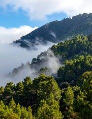 Misty mountainside forest