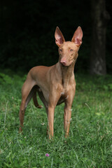 Amazing dog Pharaoh Hound in the grass