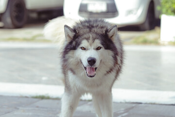 Fluffy Siberian Husky dog male outdoors