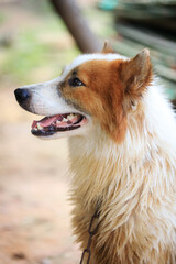 The Thai Bangkaew dog breed is loyal and cheerful