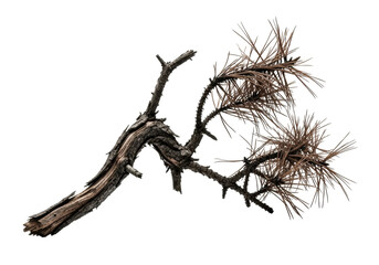 Desiccated, dark, twisted pine branch with sepia needles and jagged texture, extreme macro, high-key studio lit on transparent, natural decay concept