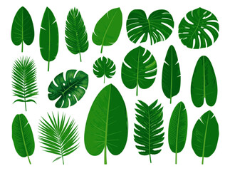 Detailed palm tree vectors featuring assorted tropical leaves, perfect for eco-friendly themes, botanical illustrations, lush greenery patterns, and summer creative vector projects.