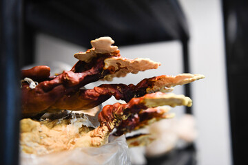 Side view of Reishi mushrooms growing horizontally from a cultiv